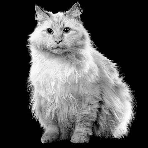 White fluffy cat