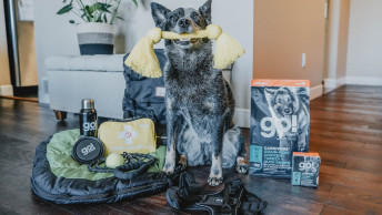 Blue Heeler dog sitting in living room surrounded by supplies and toy in mouth