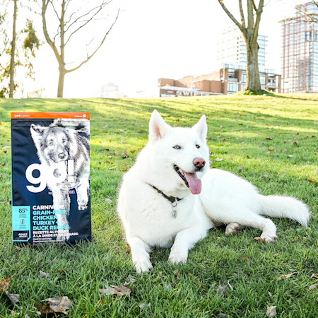 White Siberian Husky laying on grass with bag of GO! SOLUTIONS CARNIVORE Grain-Free Chicken, Turkey + Duck Adult Recipe for Dogs