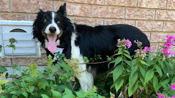 Border Collie standing in garden with flowers