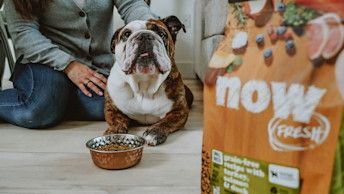 Bulldog with owner and bowl of NOW FRESH