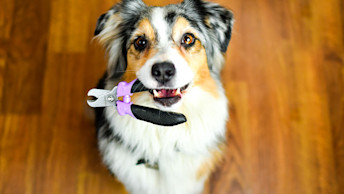 GS - Blog - Dog_Holding_Nail_Clippers_1219