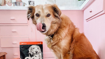 GO-Solutions-Blog-Stella-licking-her-lips-beside-her-wet-and-dry-dog-food