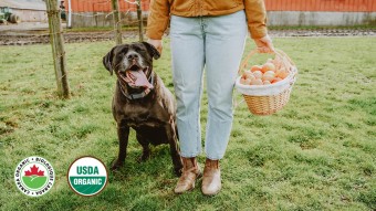 Chocolate Lab dog with owner carrying basket of eggs