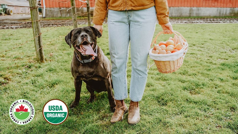 Chocolate Lab dog with owner carrying basket of eggs
