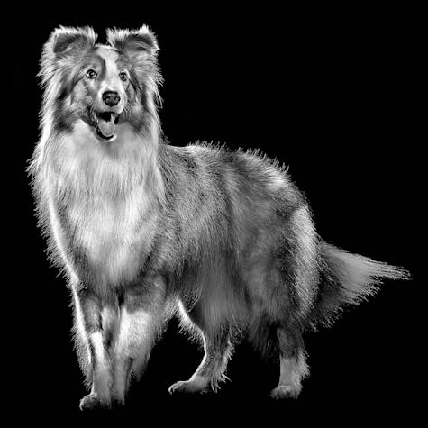 Collie dog in black and white