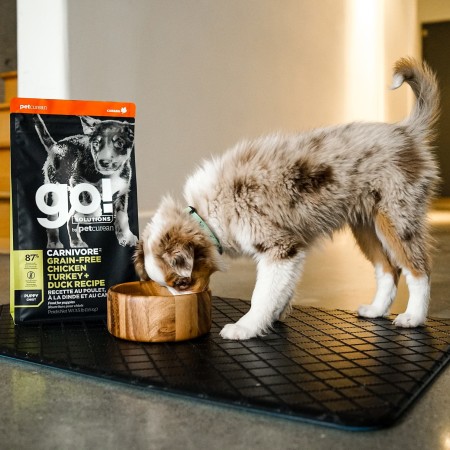 Australian Shepherd puppy eating GO! SOLUTIONS CARNIVORE Grain-Free Chicken, Turkey + Duck Puppy Recipe dry food