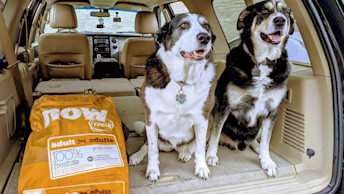 Two dogs sitting in back of van with NOW FRESH kibble bag