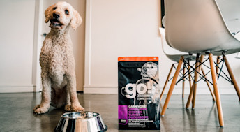 Senior Standard Poodle dog with bag of Go! Solutions Carnivore kibble