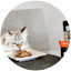 Siberian cat at table licking plate of GO! SOLUTIONS wet food beside Tetra Pak cartons