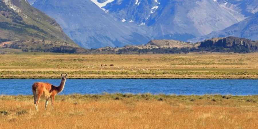 2500x1250_kavram_shutterstock_wild-patagonia_harmonious-landscape-with-grazing-guanacos.jpg