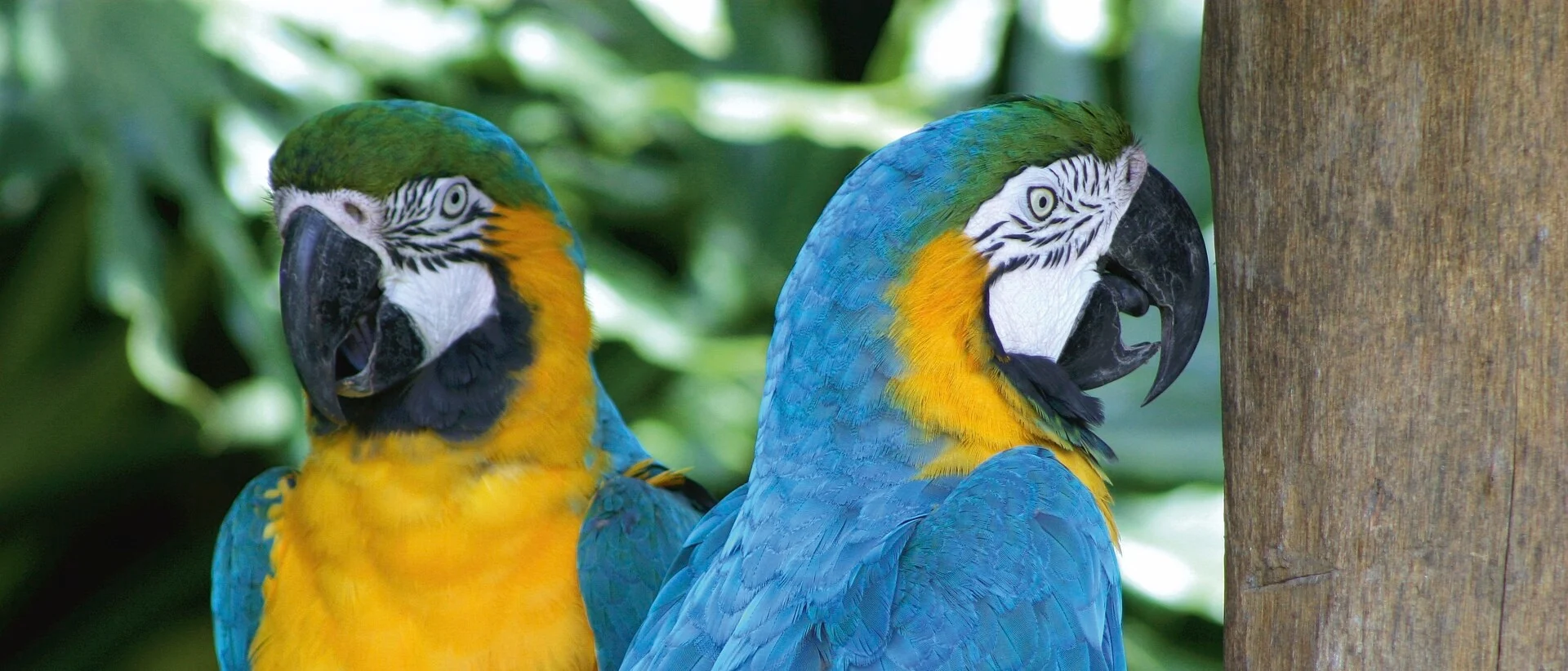 Blue Macaws, South America