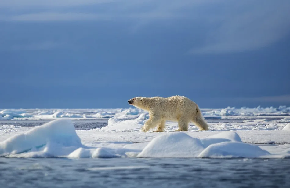 Polar bear walking across the ice in Svalbard. Photo: Shutterstock