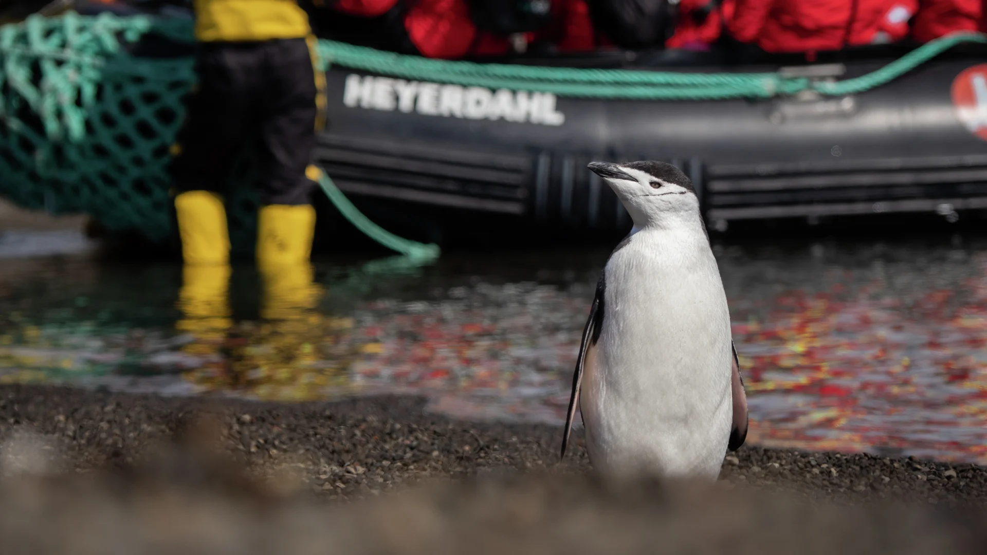 Penguin in Telefon Bay, Antarctica - Photo Credit: Espen Mills