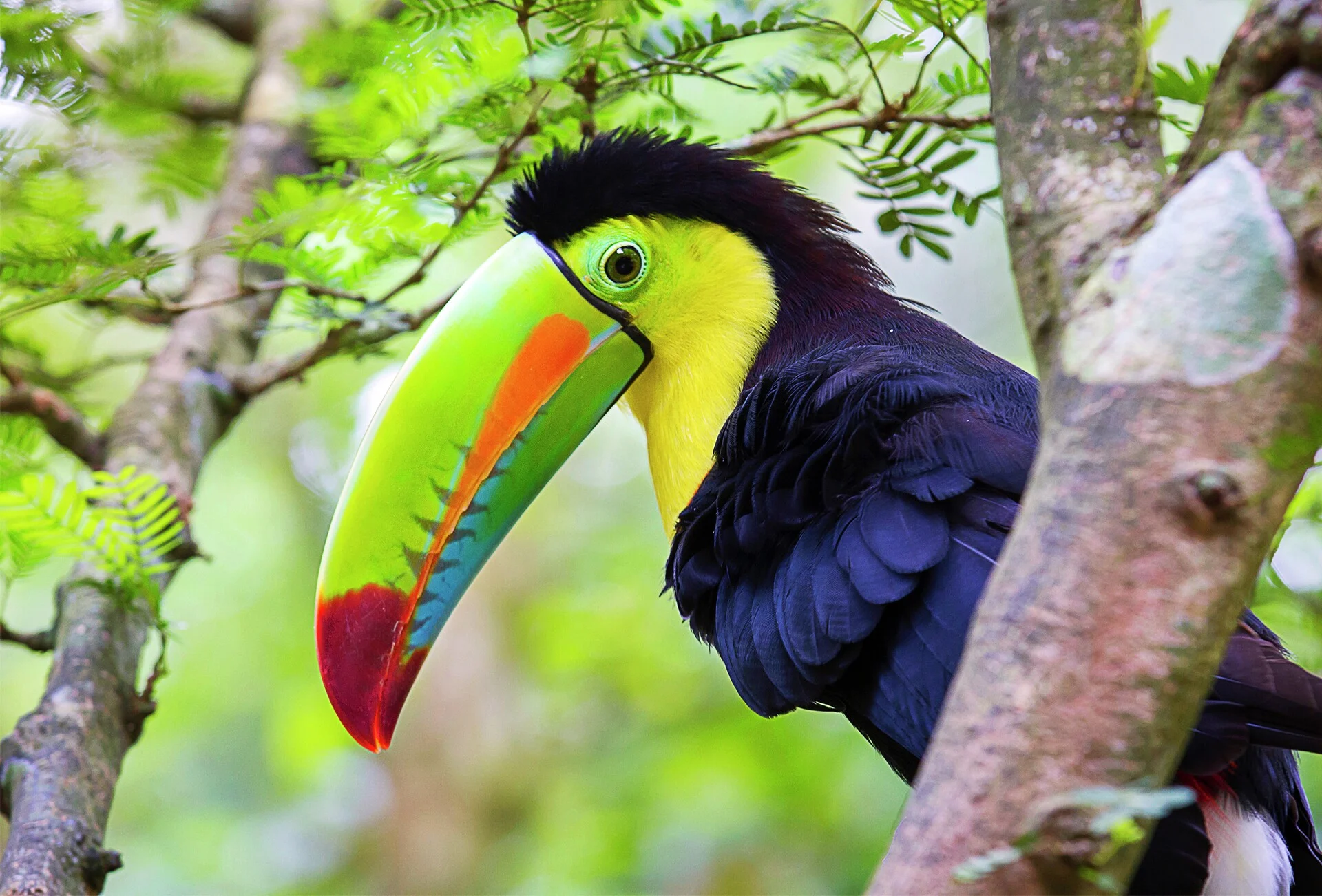 Wildlife in Central America & Caribbean