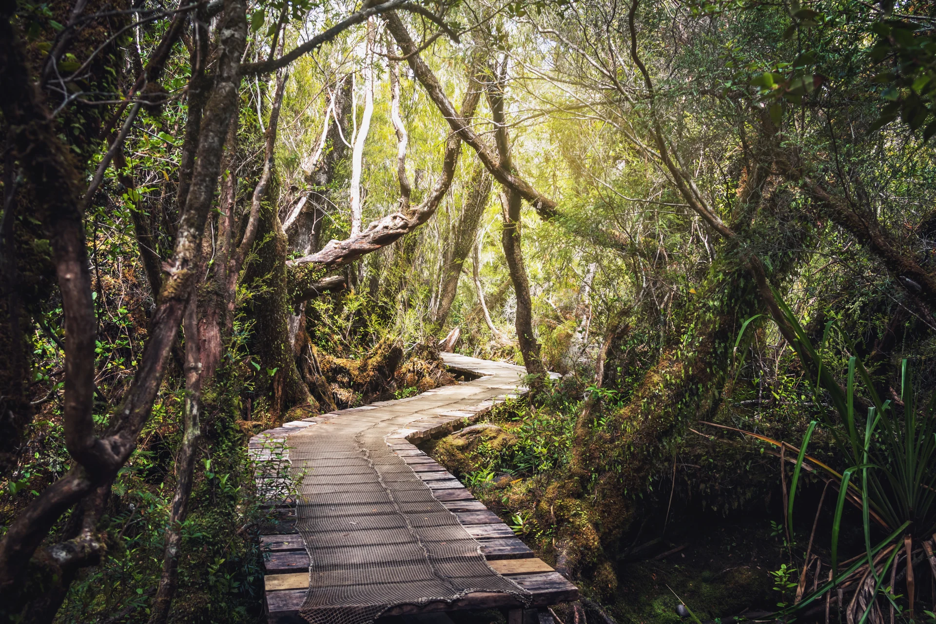  Chiloé National Park is dominated by the Valdivian rain forest with a dense forest formed by trees, Evergreen, shrubs and climbing plants.  Credit:  Shutterstock / Hurtigruten