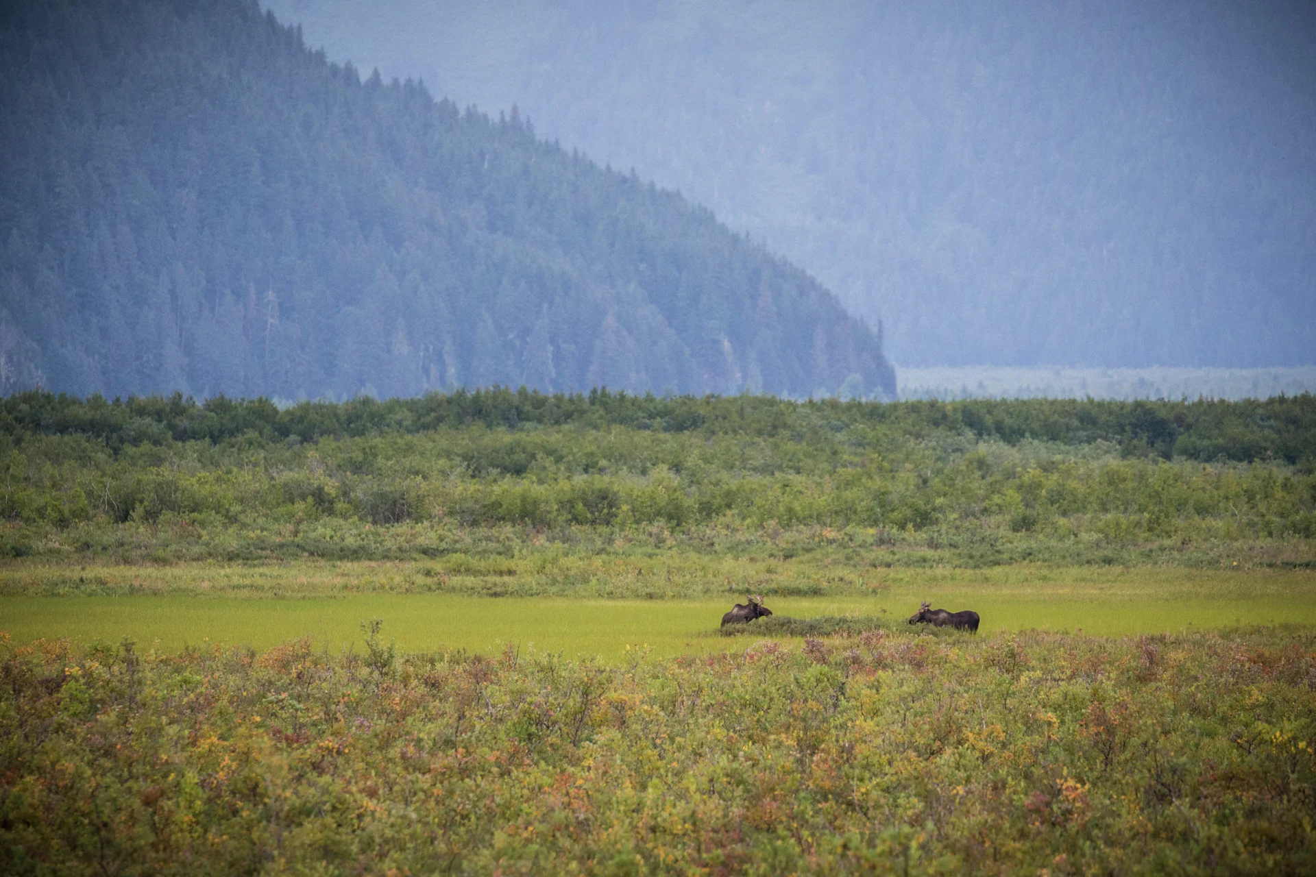 Moose in beautiful surroundings, Cordova, Alaska. Credit:  Jonathan Tramontana / Hurtigruten