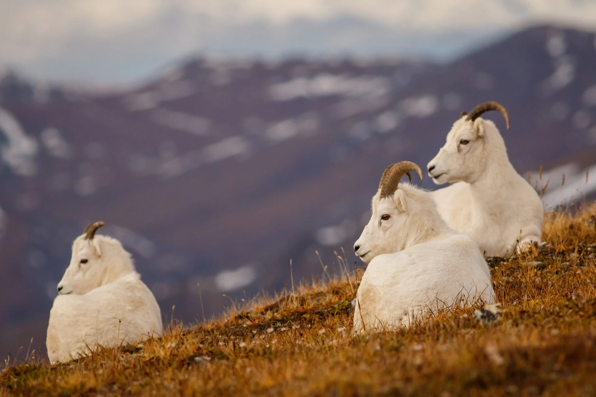 Dall-sheep, Denali National Park, Alaska