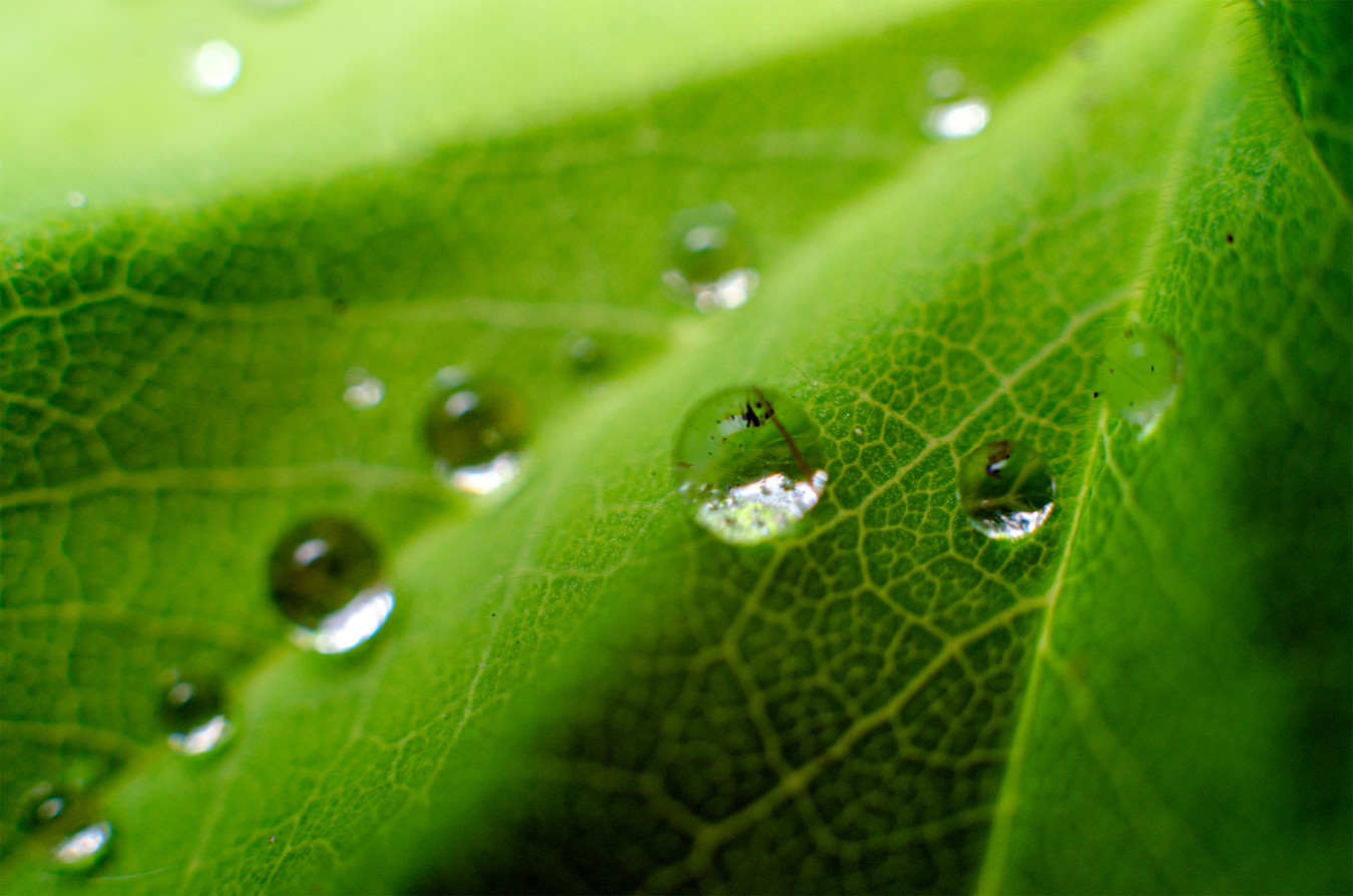 Macro - Dewdrops - Leaf