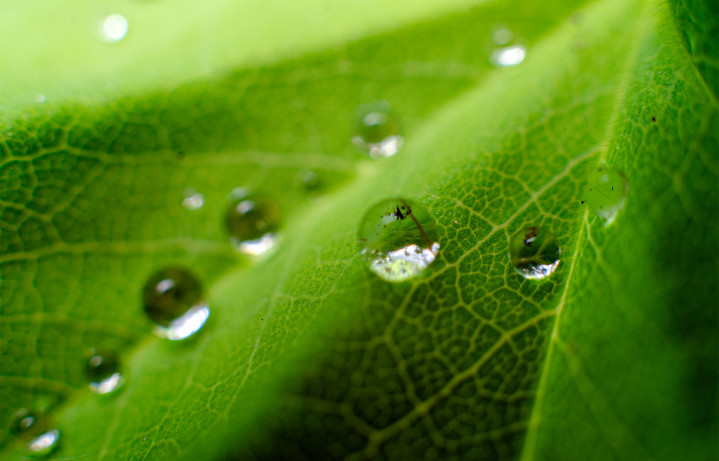 Macro - Dewdrops - Leaf