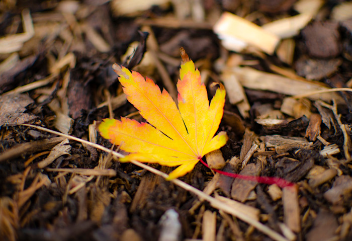 Autumn Leaves