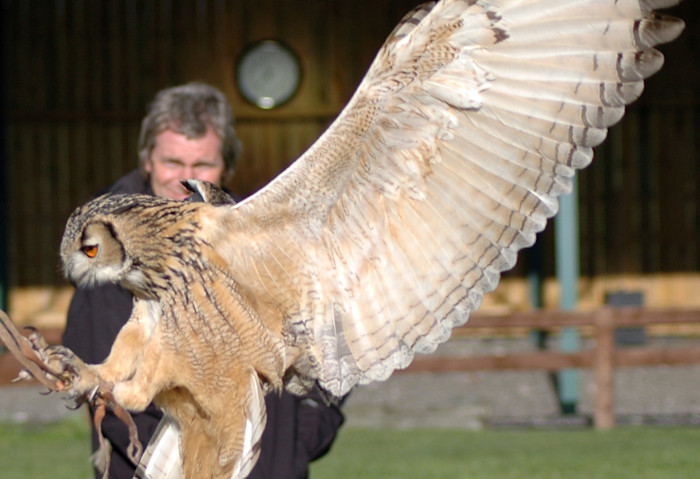 Owl landing