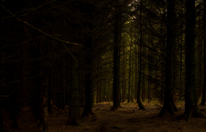 The deep dark woods