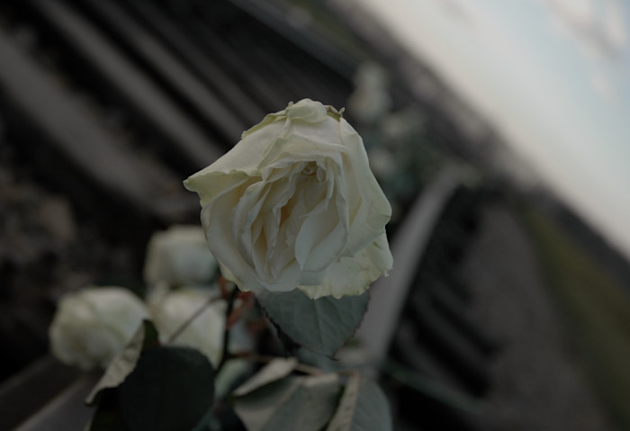 Wilting Rose - Auschwitz
