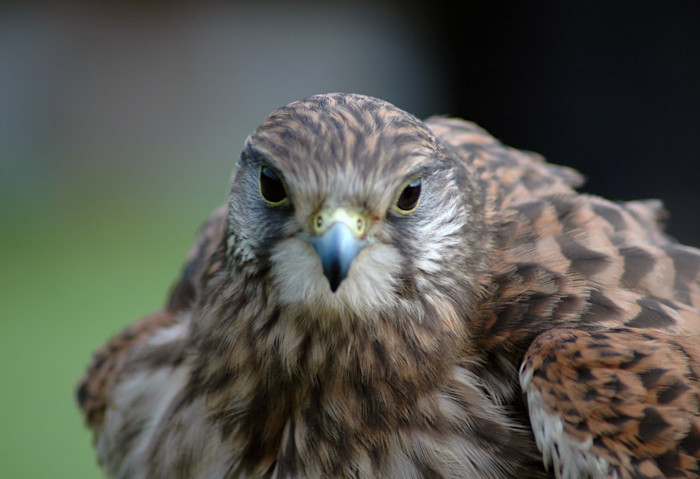 What you looking at?