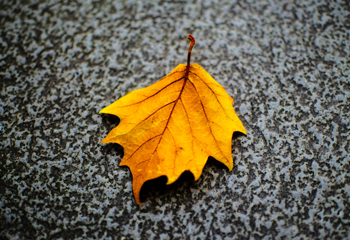 Autumn Leaves