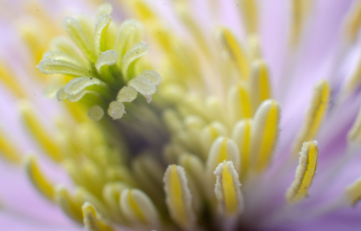 Macro - Flower - Pollen