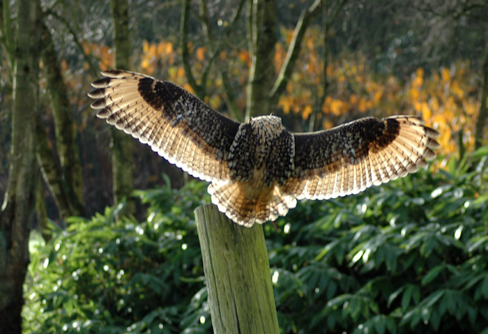 Wings spread - Falconry