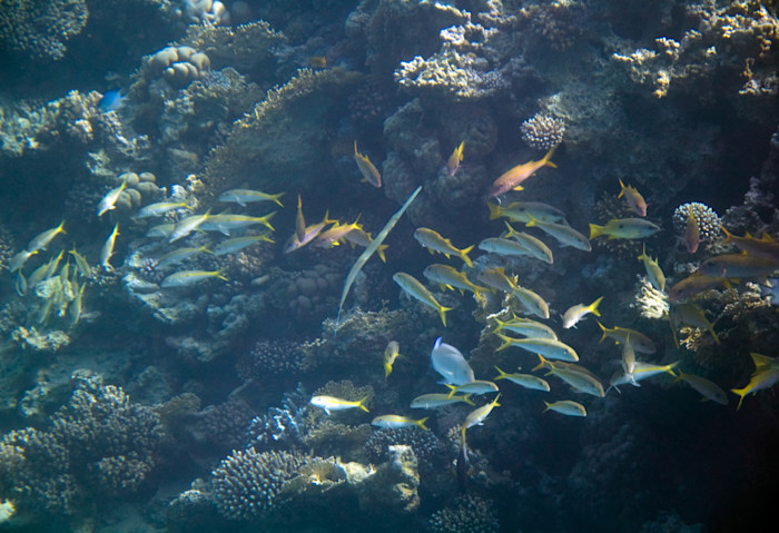 Underwater photography - Egypt - Honeymoon