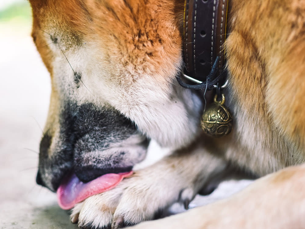 Male dog lying on the ground and licks his paws