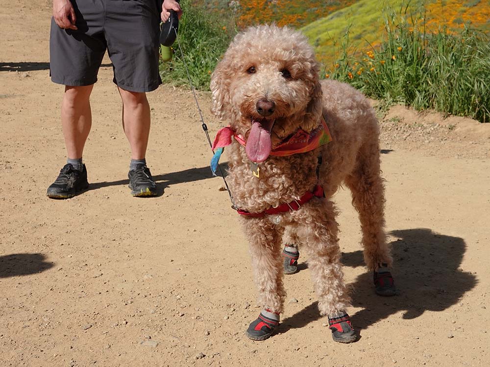 Golden Lab dog with degenerative myelopathy wearing boots