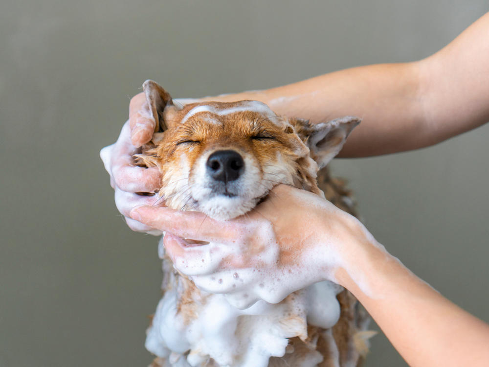 A dog getting his face scrubbed with soap.