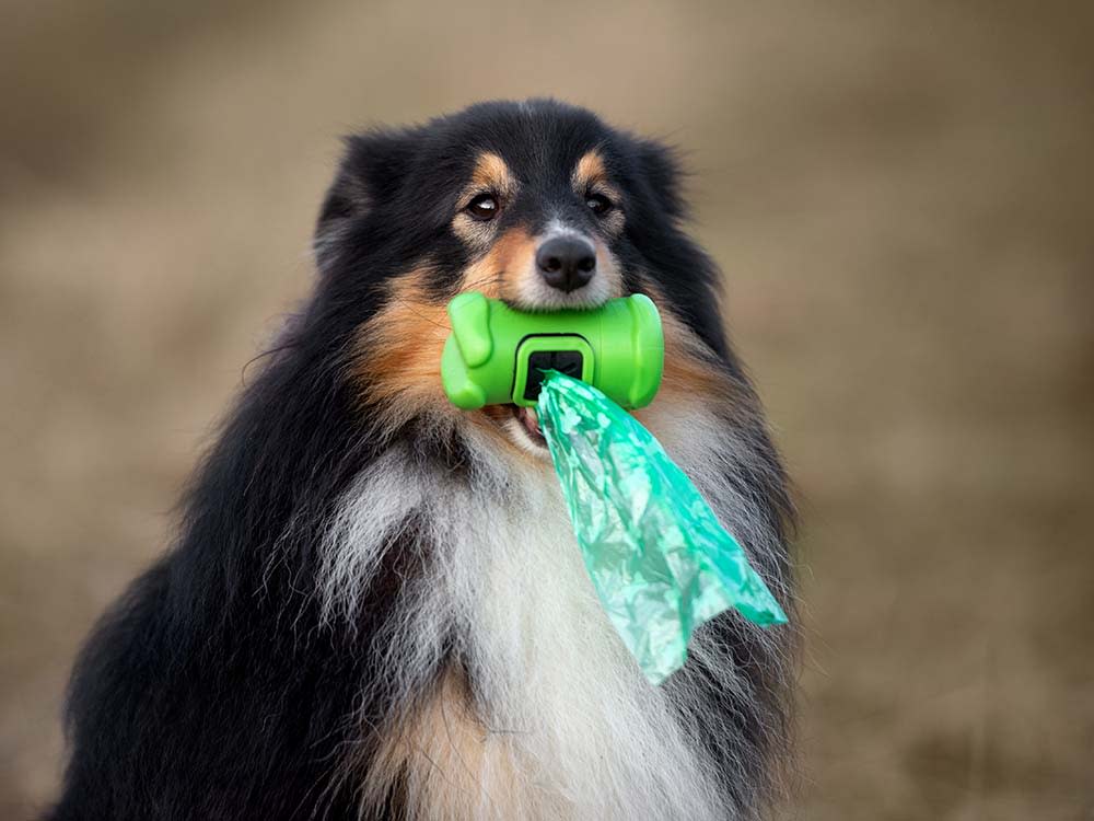 Shetland sheepdog dog holding waste bags in mouth