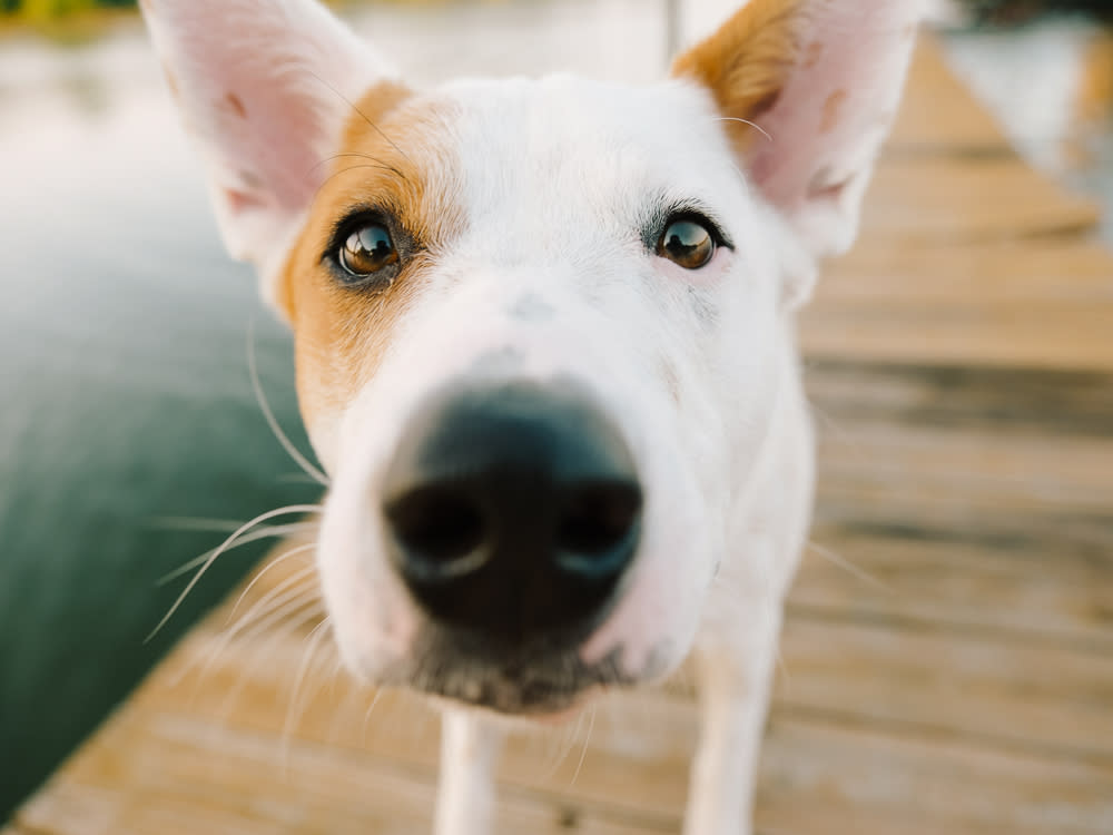Close up shot of a dog sniffing at the camera