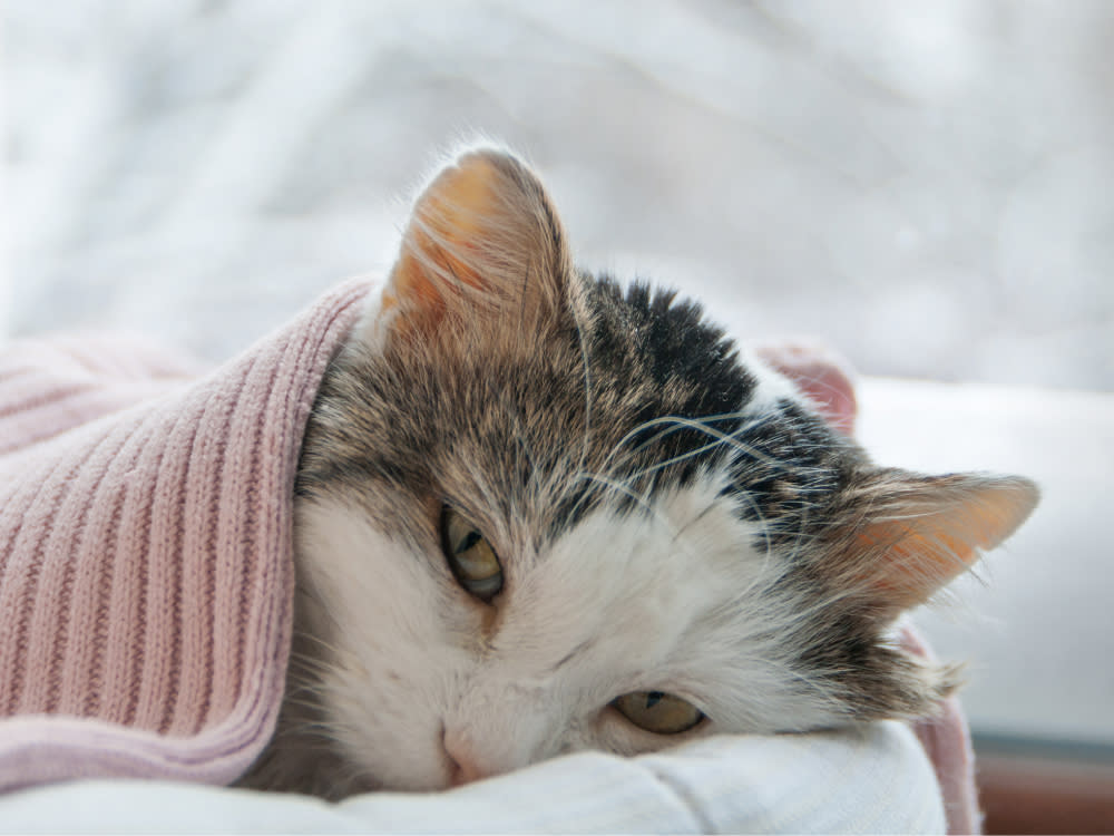Cat cuddled in a pink blanket in front of a window