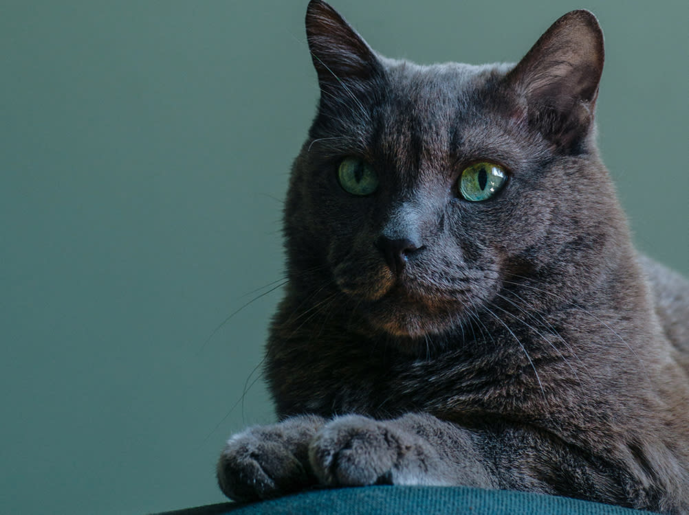 Cat laying down looking up out of frame