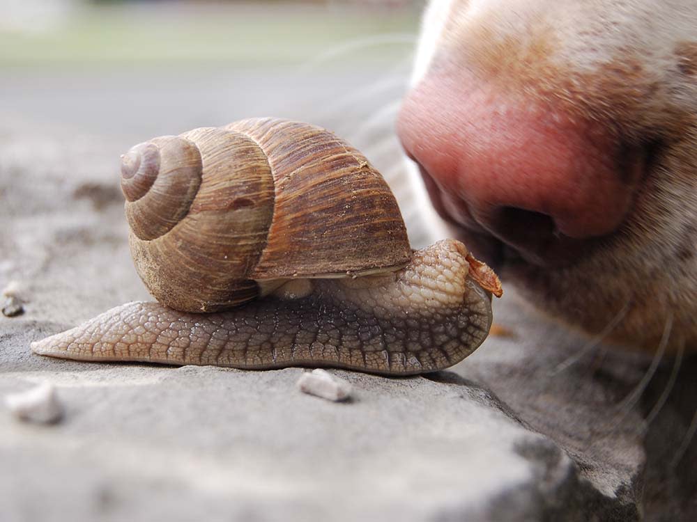 Close-up of a dog sniffing a snail
