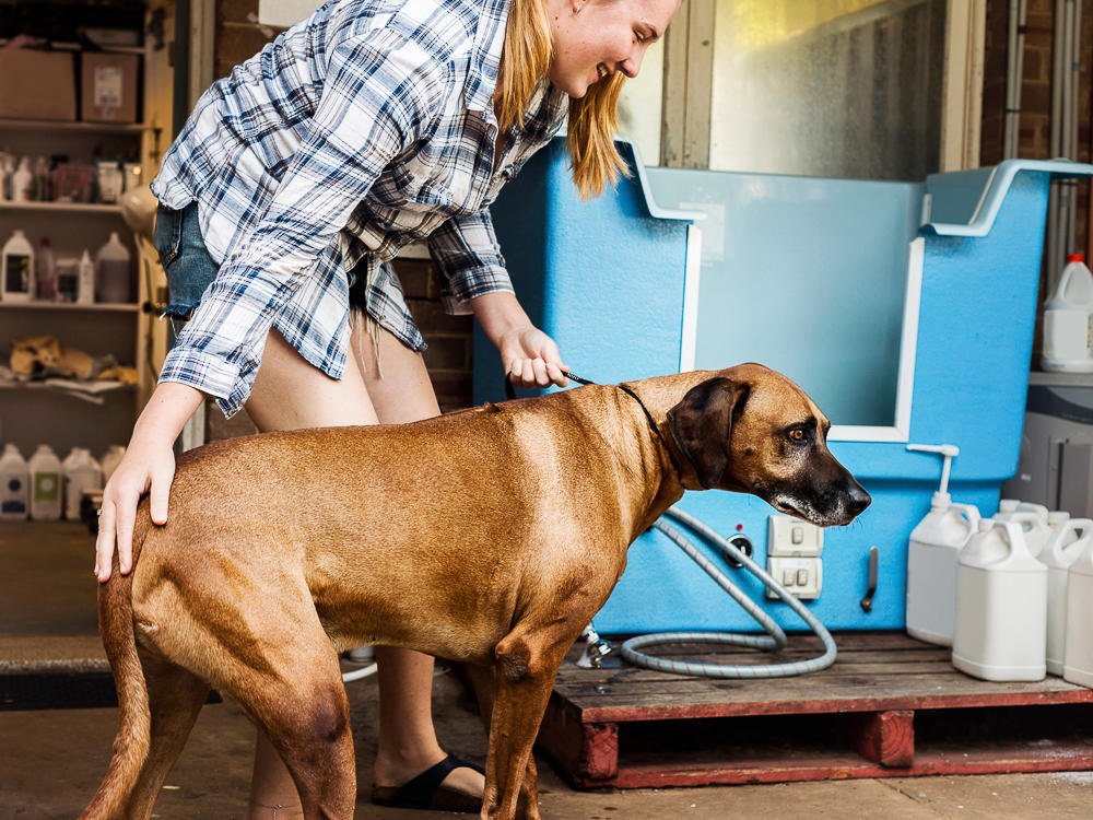 Women preparing to give a dog a bath