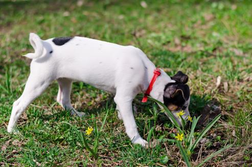 A little puppy Jack Russell terrier is smelling the grass in the park with red dog-collar.