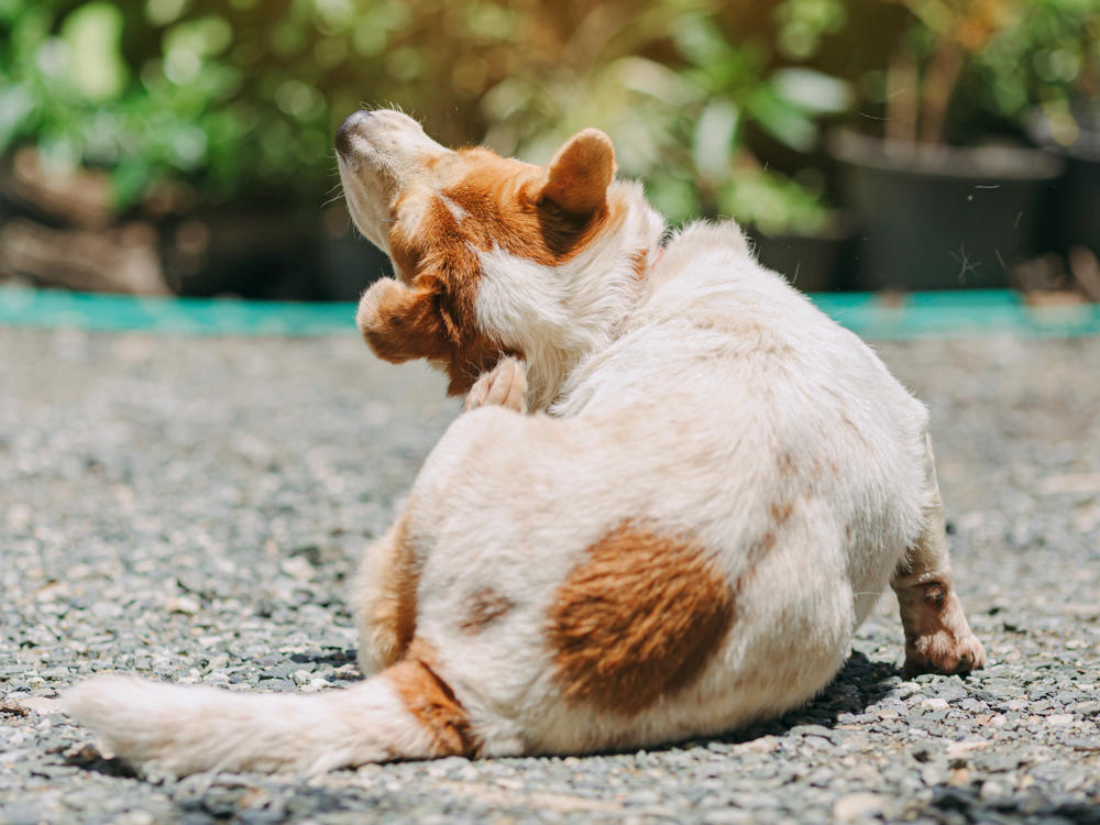 a dog scratching itself outside