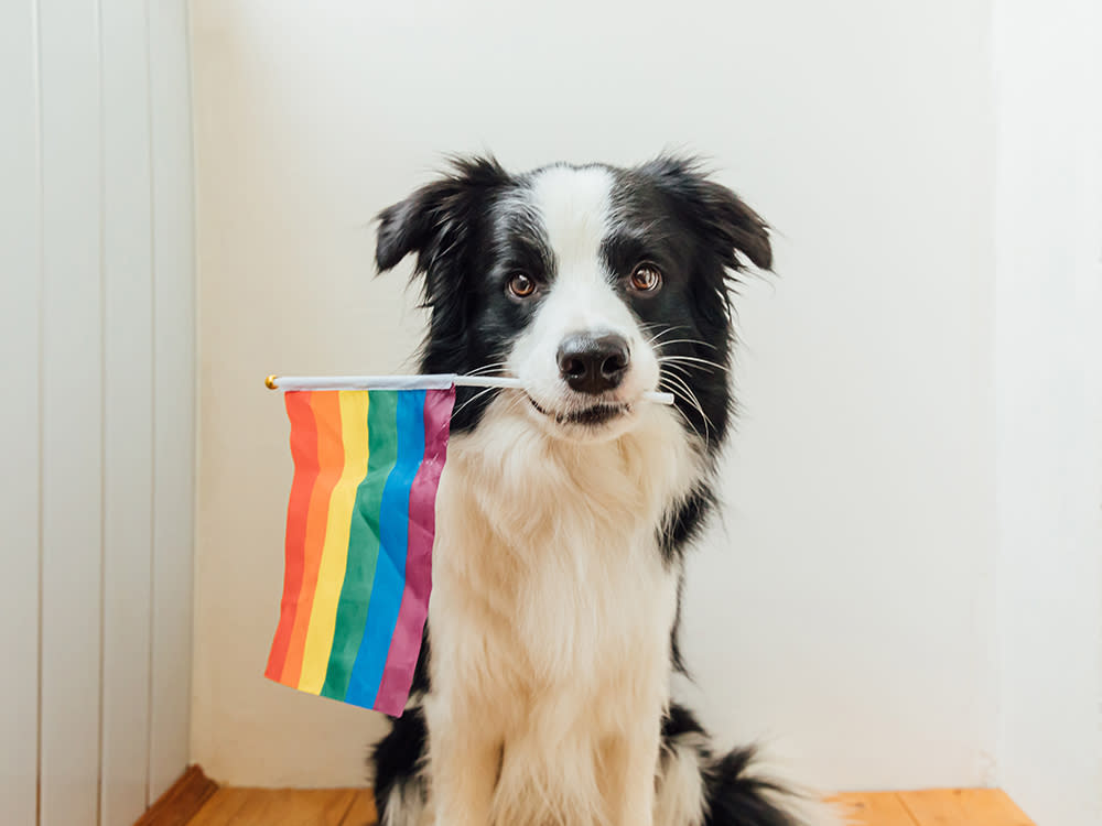 dog holding Pride flag