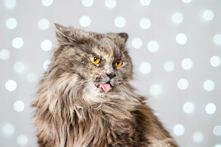 grey and white cat with tongue sticking out