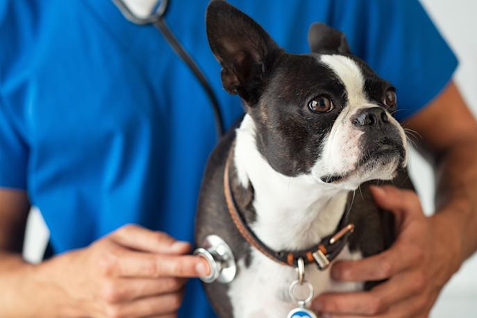 French bulldog being examined at the vet via stethoscope