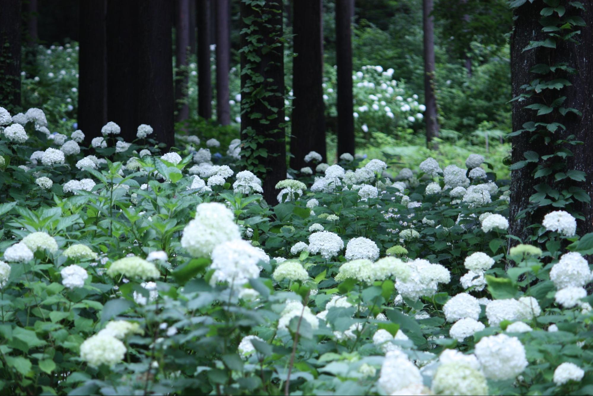 盛岡市 みちのくあじさい園