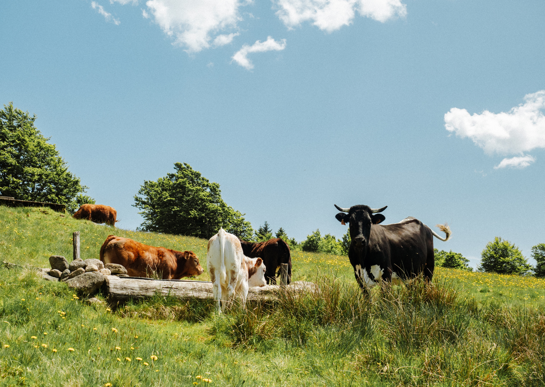 Vosges - Adventurer 13