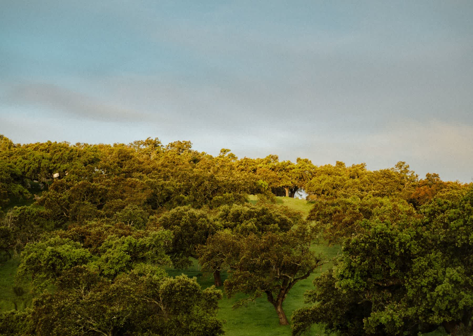 Andalousie - Explorer 6